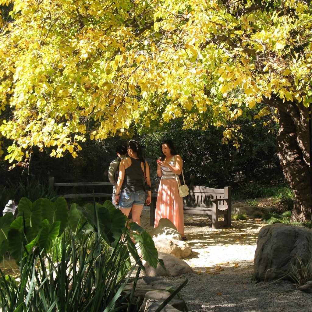 autumn leaves Descanso Gardens