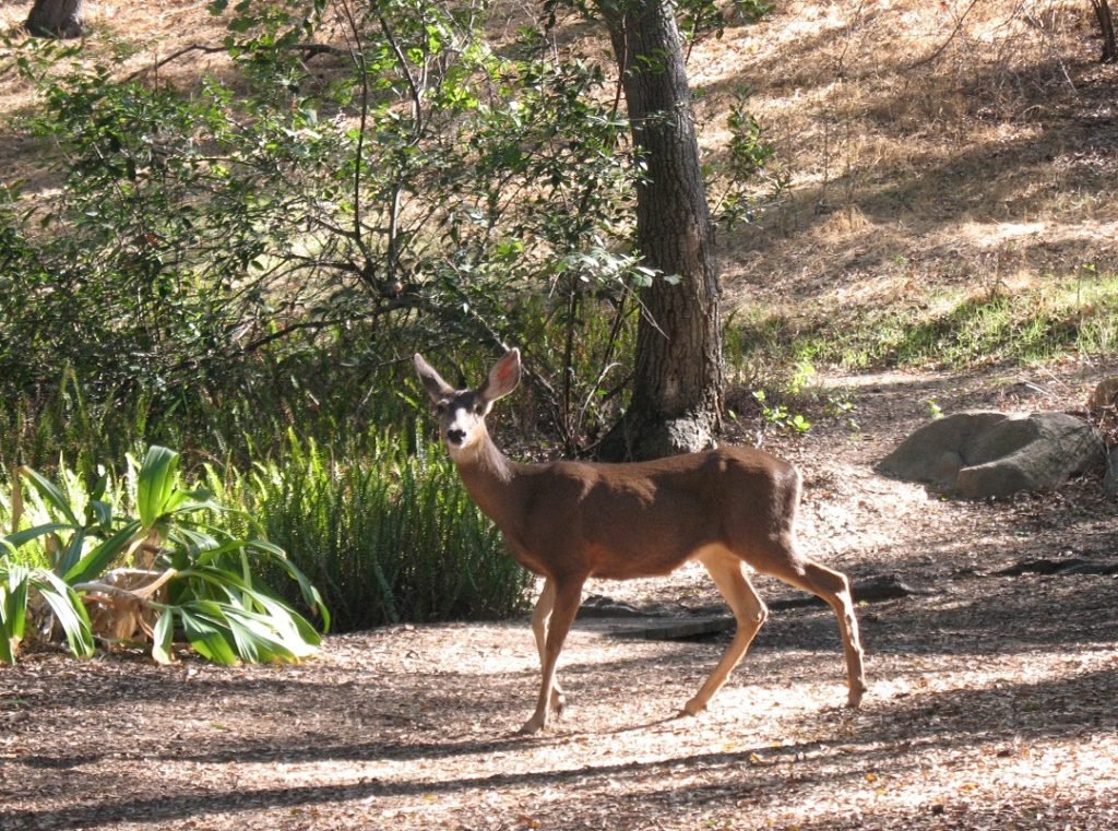 deer in Descanso Gardens 2013