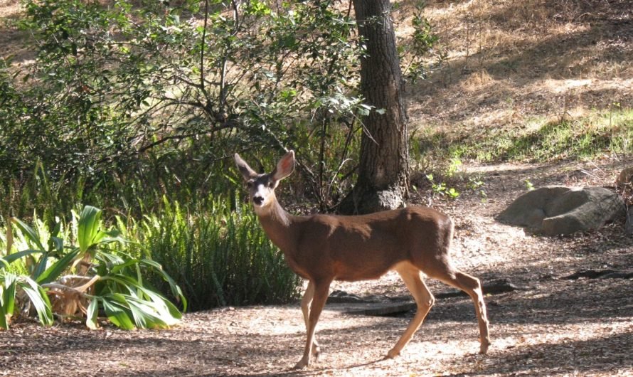 Deer in path in Descanso Gardens — it’s Fall in Los Angeles