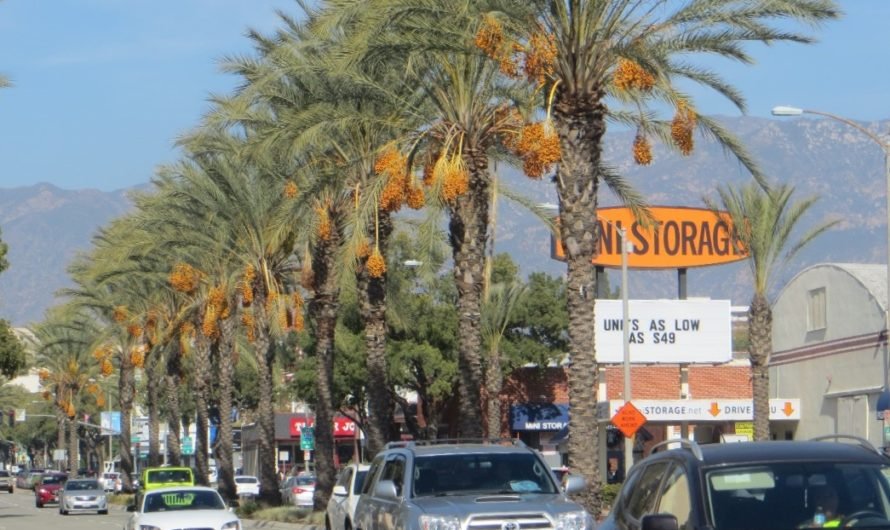 Oh yum! Gazilions of ripe dates hanging on palm trees on Arroyo Parkway in Pasadena