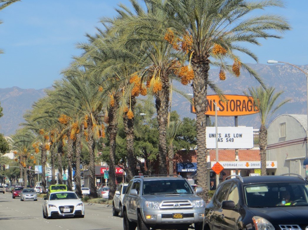 palm trees Pasadena California