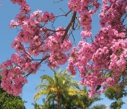 pink trumpet tree at los angeles arboretum