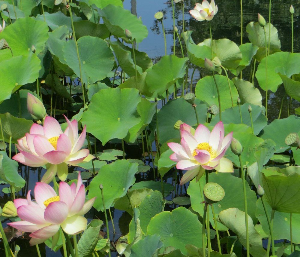 Lotus flowers in Echo Park lake