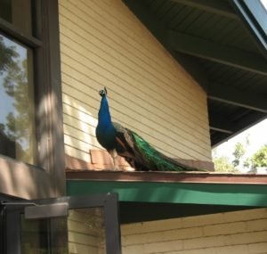 peacock at Aeboretum