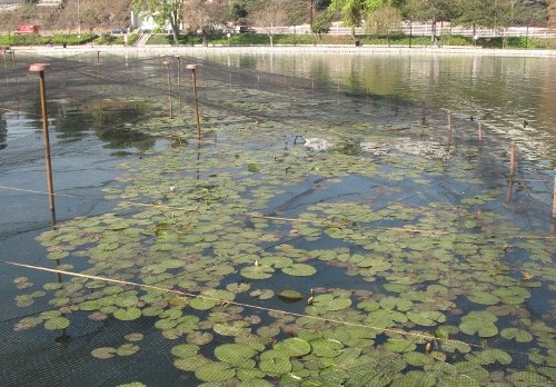 water lilies at Echo Park