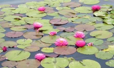 water lilies Echo Park 2014