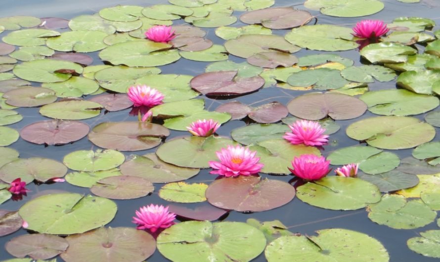 Are there new lotus at the Echo Park lake?  Well, maybe.  There sure are water lilies.