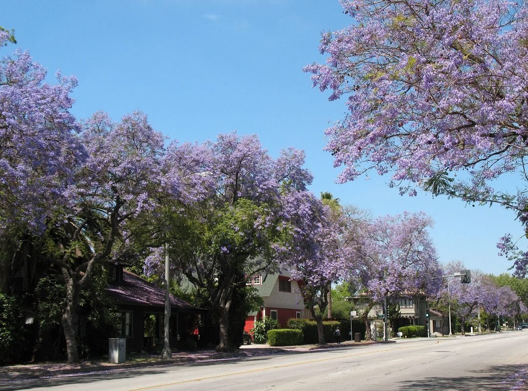 Jacaranda trees blooming Pasadena
