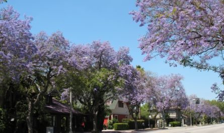 Jacaranda trees blooming Pasadena