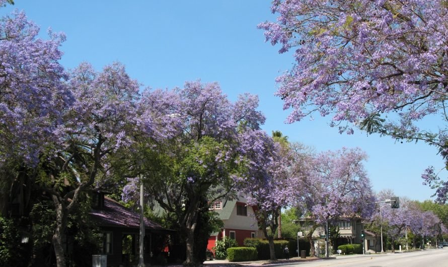 See photos of jacaranda trees in full, glorious bloom along Del Mar in Pasadena