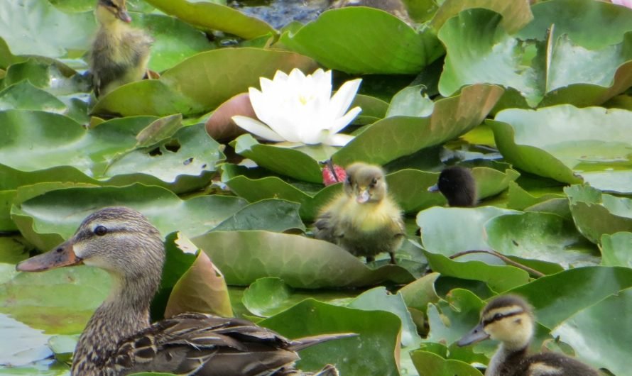 The new lotus are in bloom at Echo Park right now — long before the July Lotus Festival!