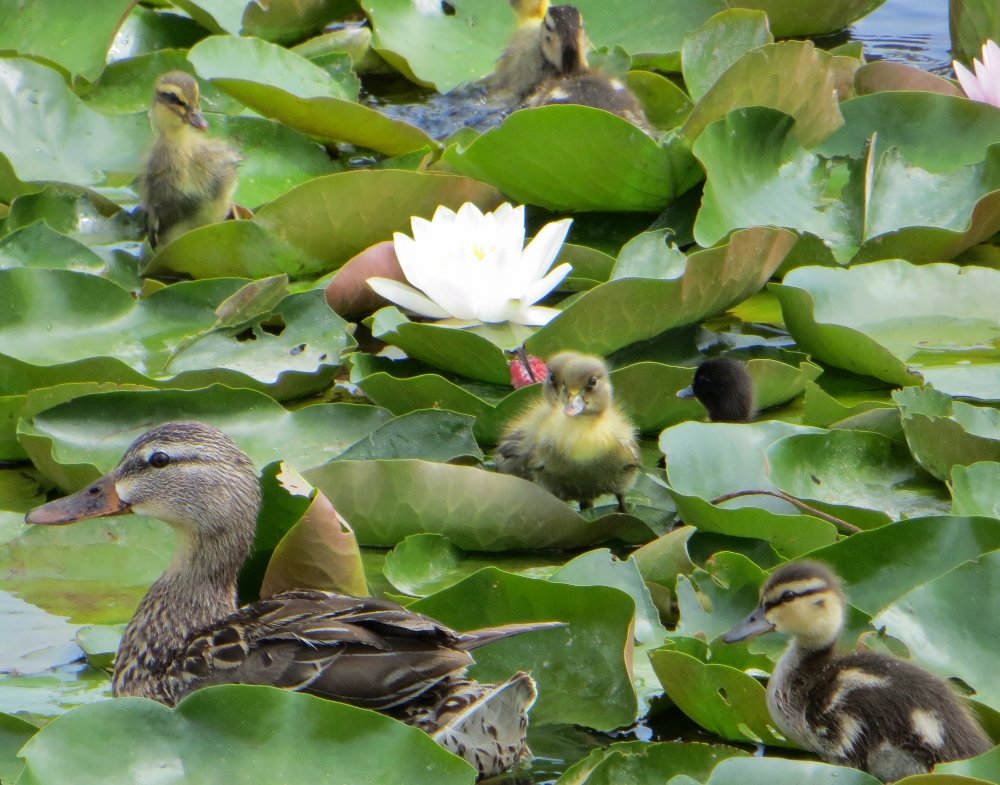 Duck and ducklings in Echo Park lake