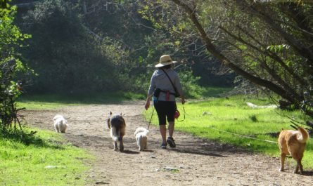 wal.king dogs in arroyo seco Pasadena