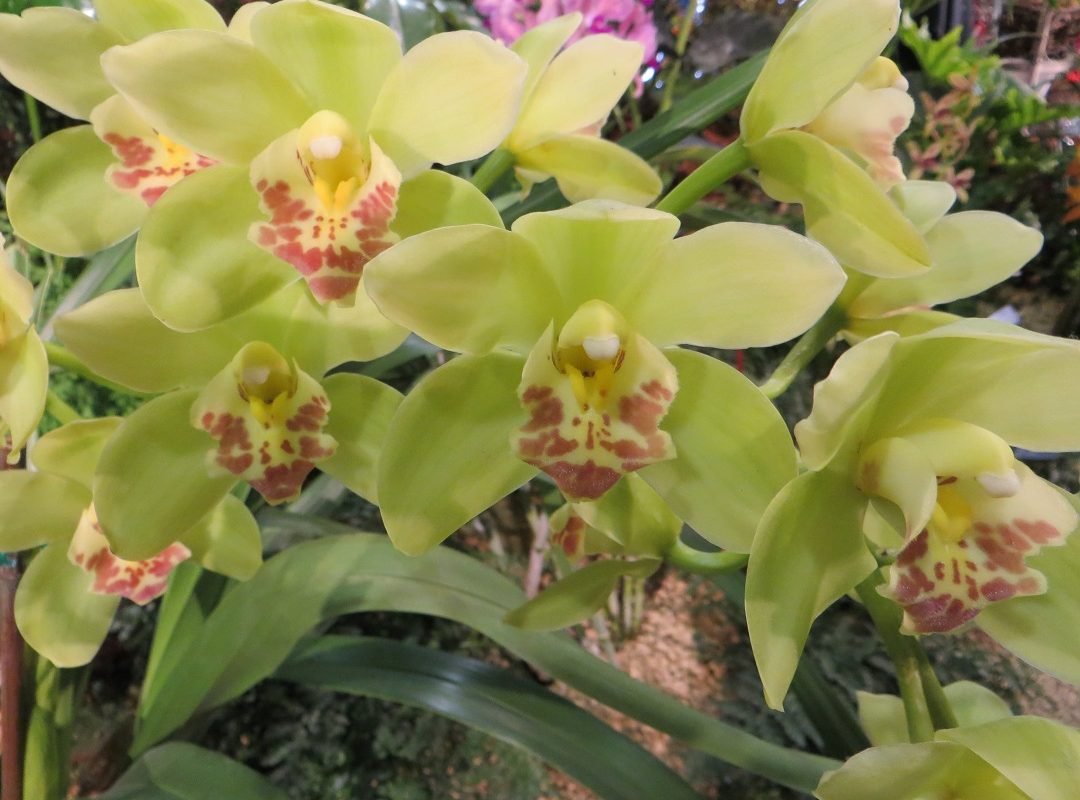 Green orchids Santa Barbara Orchid Show