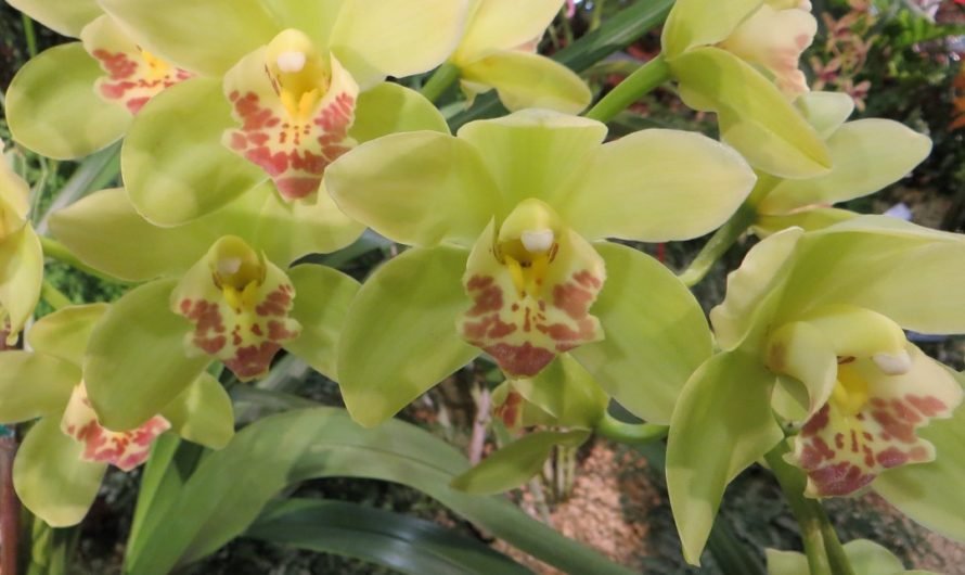 A thread of weirdness runs through flower shows including the Orchid Show in Santa Barbara