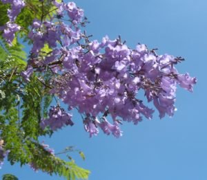 Jacaranda blossoms 2011