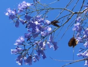 Jacaranda blossom 2015