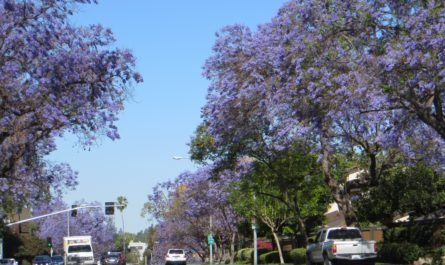 Jacaranda trees in bloom 6 weeks early