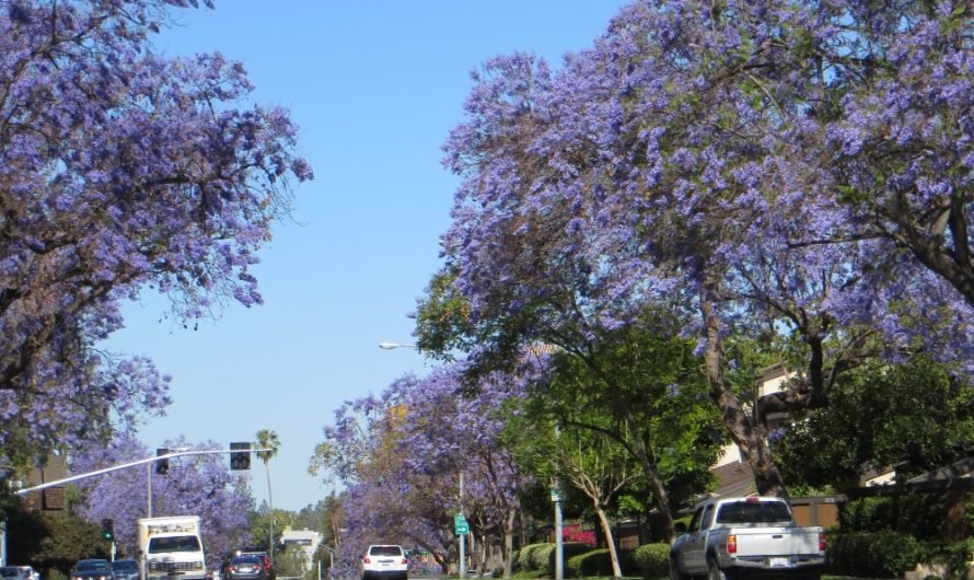 OMG!  Jacaranda trees are blooming 6 weeks early in Pasadena.  It must be the California drought.