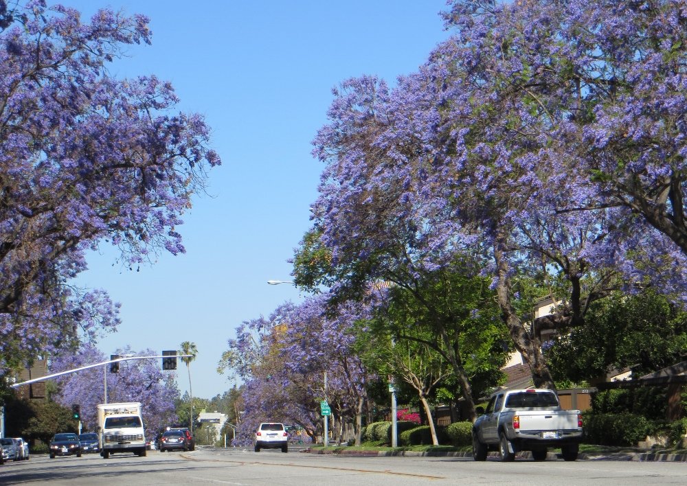 Jacaranda trees in bloom 6 weeks early