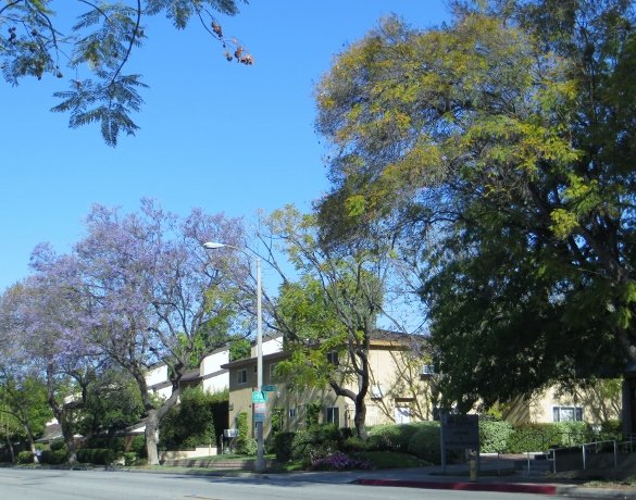 Jacaranda in bloom April 2015