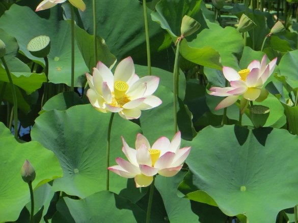 Lotus blooming at Echo Park