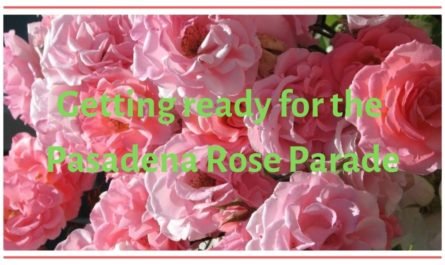 Pink roses for Pasadena Rose Parade