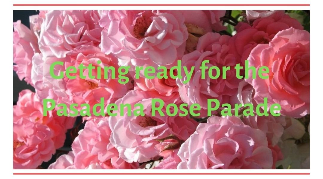 Pink roses for Pasadena Rose Parade