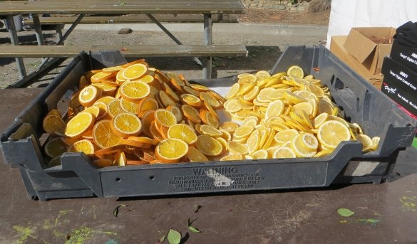 The rules for the Tournament of Roses state that all visible surfaces of the floats must be covered with organic materials. These orange and lemon slices are ready to be glued on--somewhere.