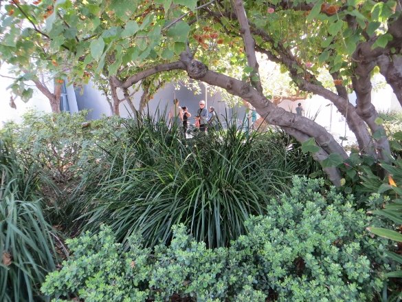 drought tolerant shrubs and trees on top of Disney Hall