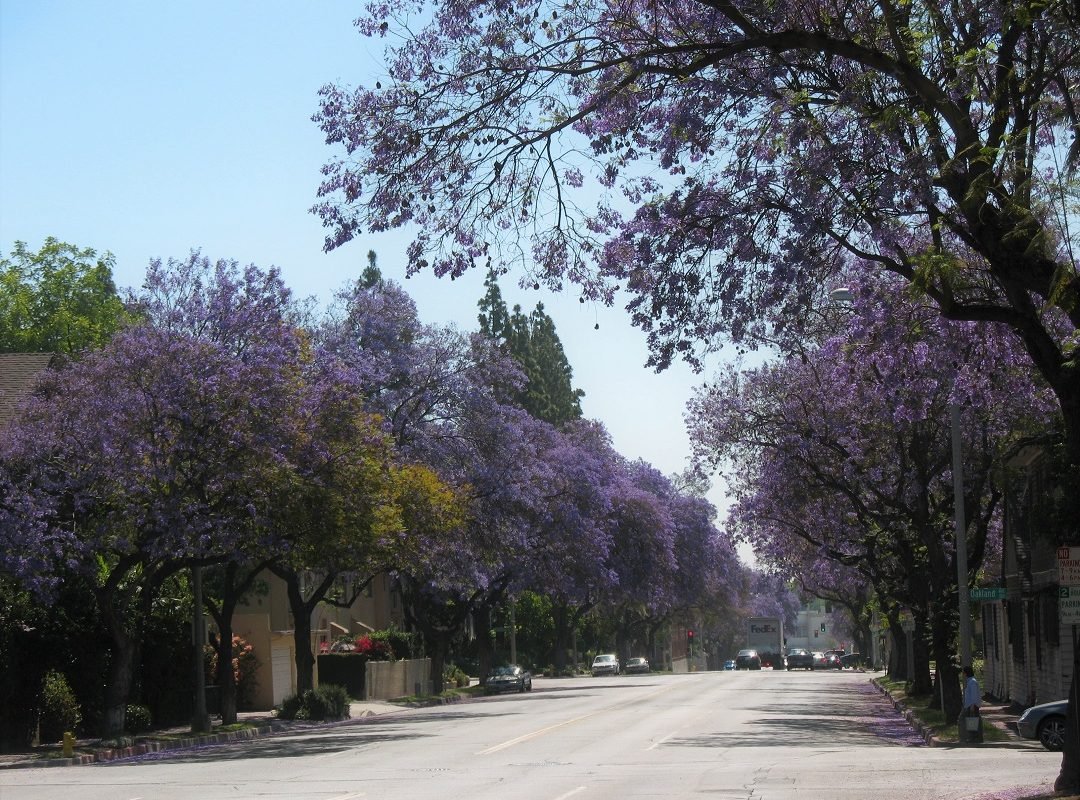 Jacaranda trees lining Del Mar Pasadena