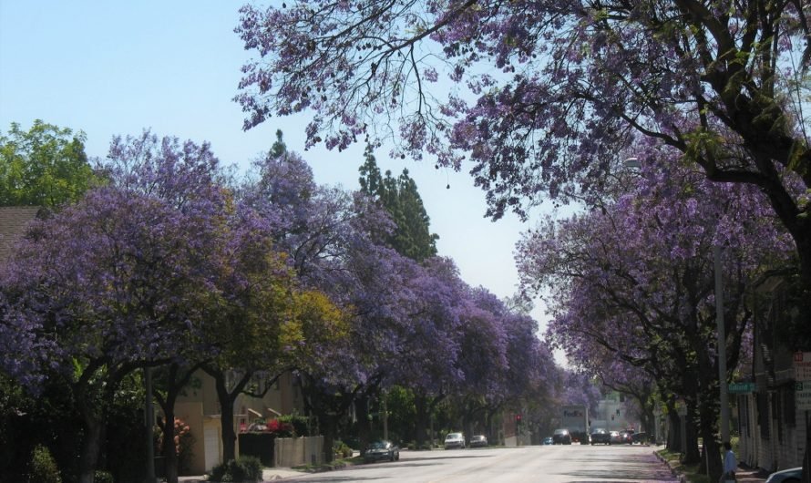 Purple Jacaranda trees in bloom along Del Mar about a month early