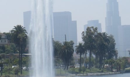 Echo Park fountain and lotus blooms