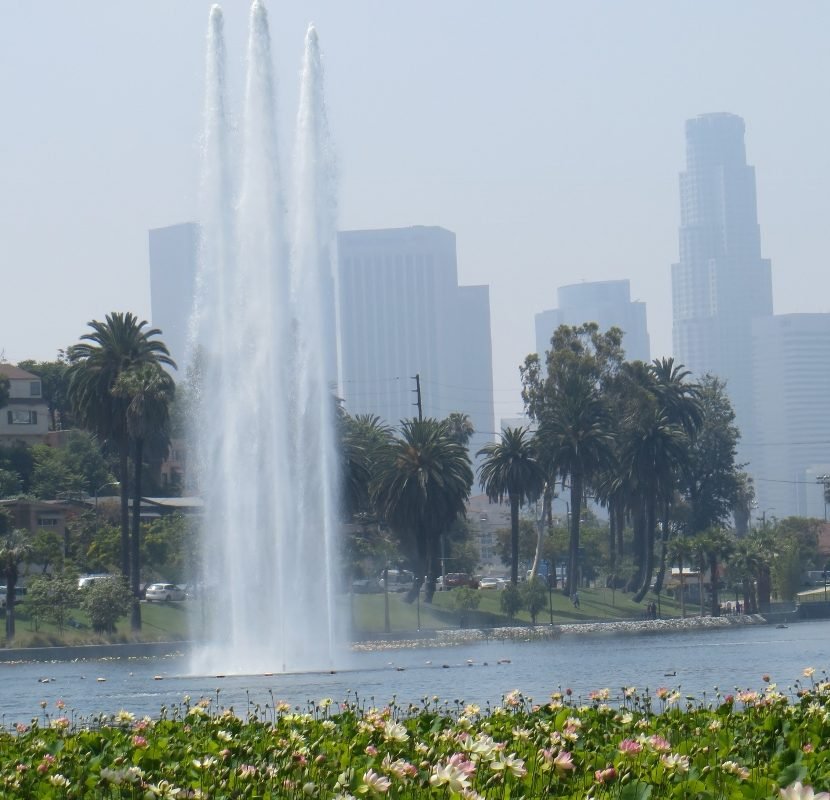 Echo Park fountain and lotus blooms