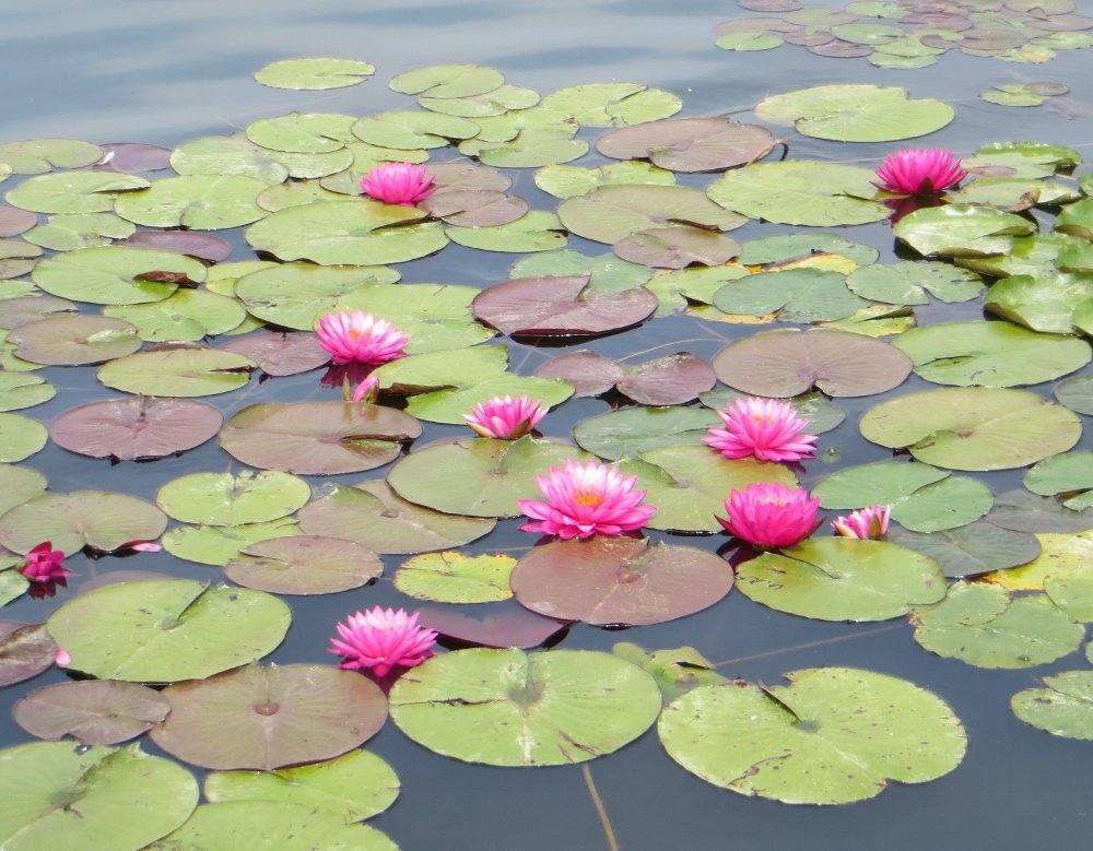pink water lilliees in Echo Park Lake