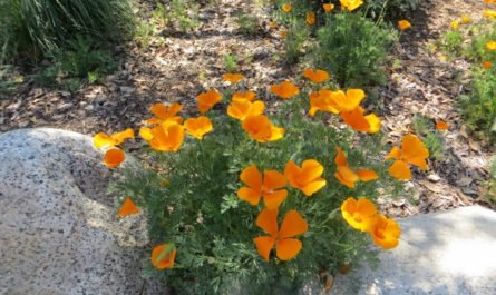 California poppies Pasadena CA