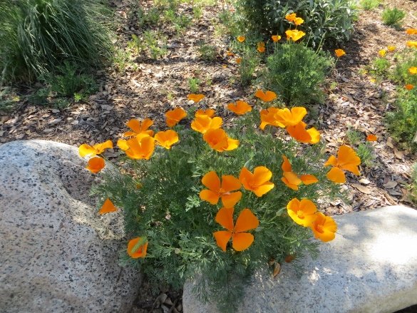 Poppies are blooming in Pasadena and coming soon to the high desert Poppy Reserve