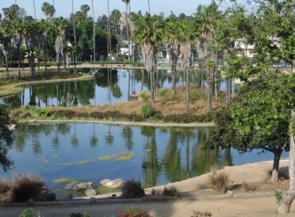 A California condor downtown and a bird sanctuary in Silverlake