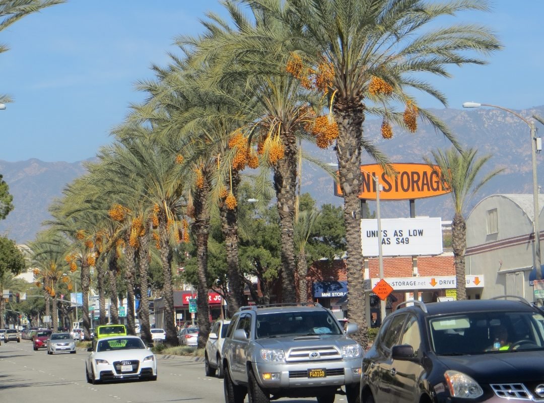 Date palms arroyo parkway pasadena