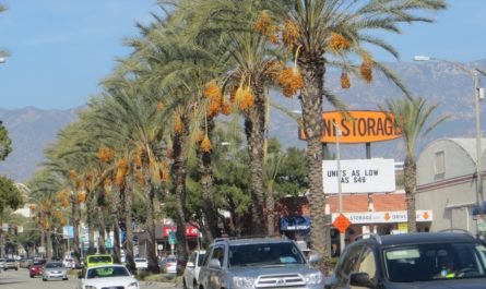 Date palms arroyo parkway pasadena