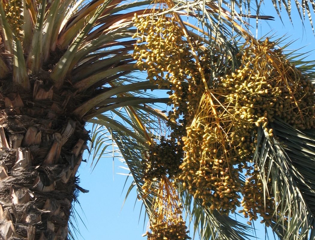 dates on palm trees