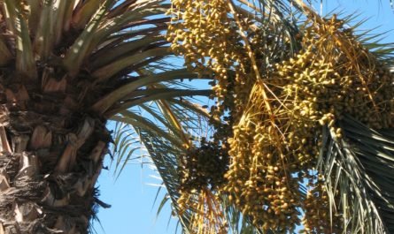 dates on palm trees