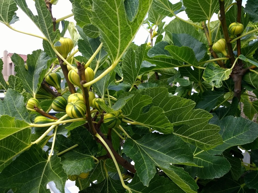 figs Long Beach CA