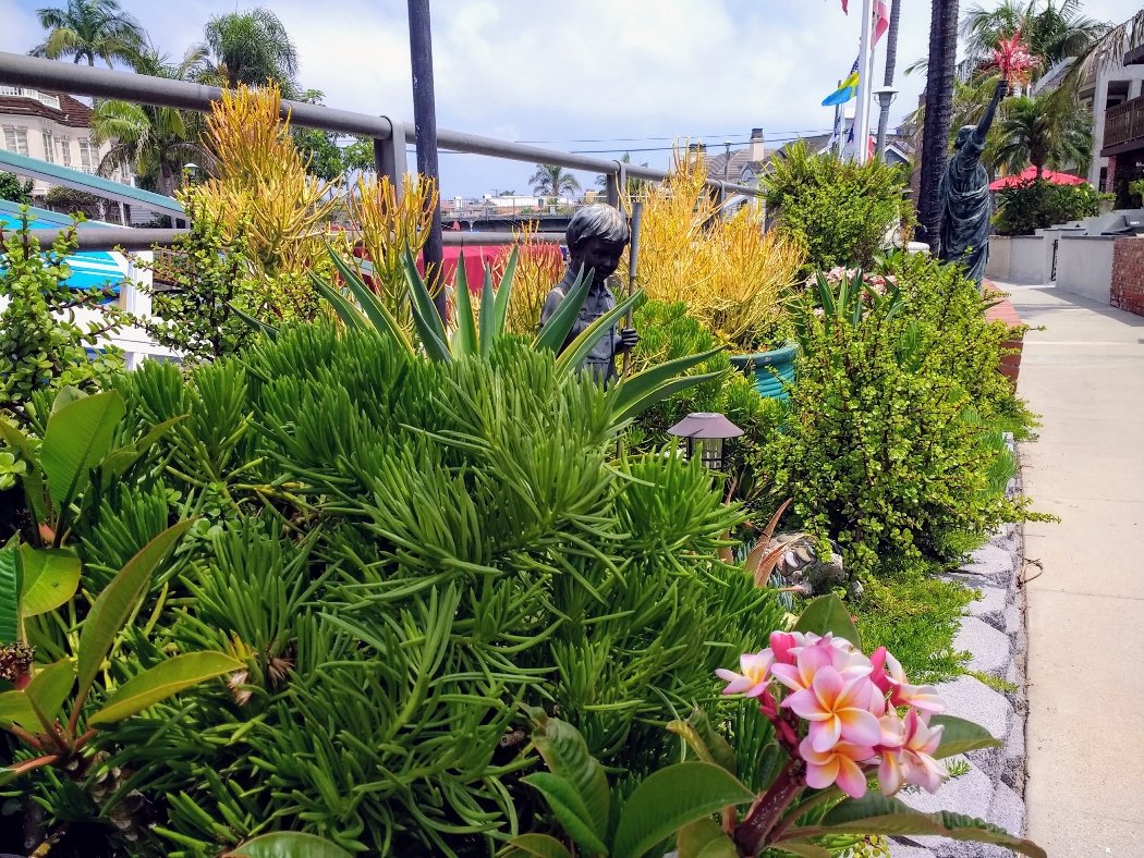 garden ornaments drought tolerant plants plumeria