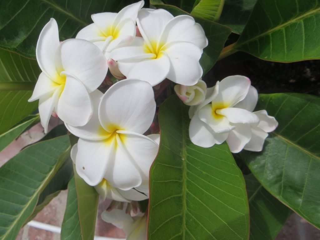 Plumeria blossoms Long Beach CA